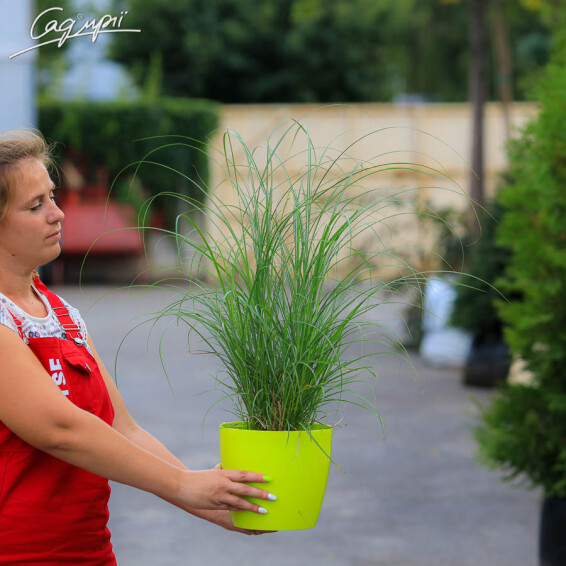 Міскантус китайський 'Yakushima Dwarf', C3 - - 2