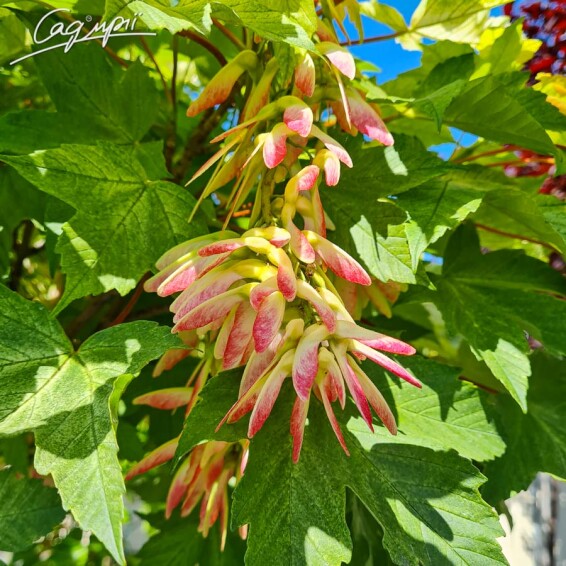 Клен ложноплатановый 'Brilliantissimum' #3, C43, С50 8--10 250-300 St. 200-225 - 1