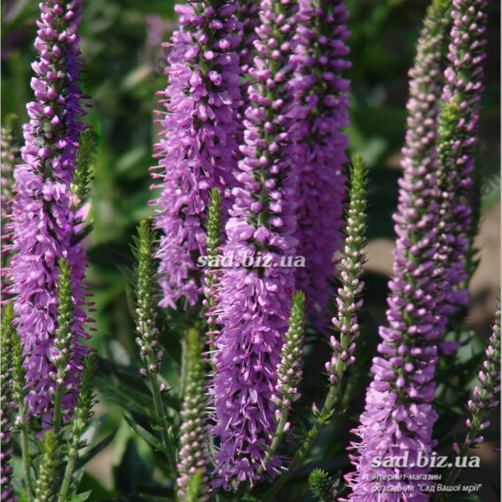 Вероника гибридная 'Atomic Red Ray' ® PBR - 3