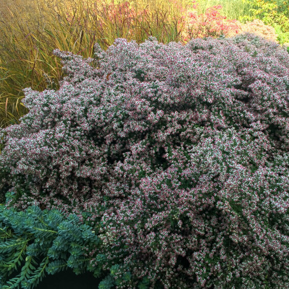 Айстра бококвіткова 'Horizontalis' - 4 Айстра бококвіткова 'Horizontalis' - 4