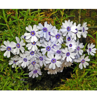 Флокс шилоподібний 'Bavaria'