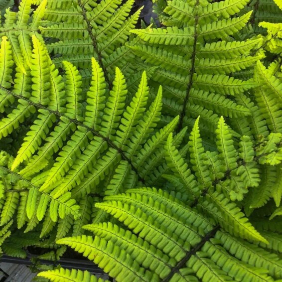 Щитовник (папоротник) валлеха - 4