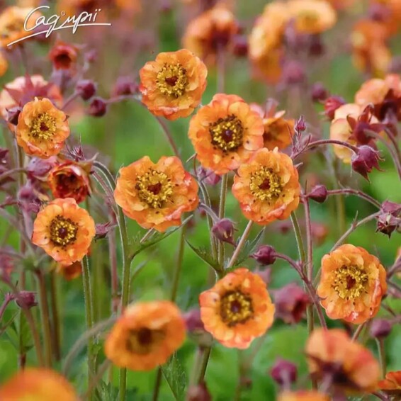 Гравілат чилійський 'Mai Tai' - 1