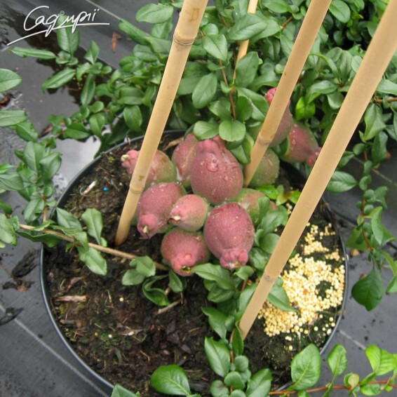 Айва прекрасная (хеномелес) Yukigoten - 5