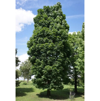 Клен гостролистий 'Columnare'