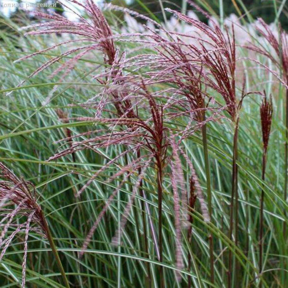 Міскантус китайський 'Serengeti®' - 4