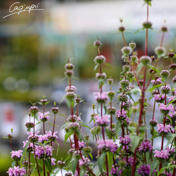 Залізняк бульбистий 'Bronze Flamingo' - 1