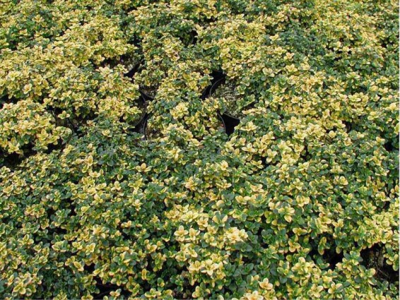 Чебрець цитриновий 'Doone Valley' - 1