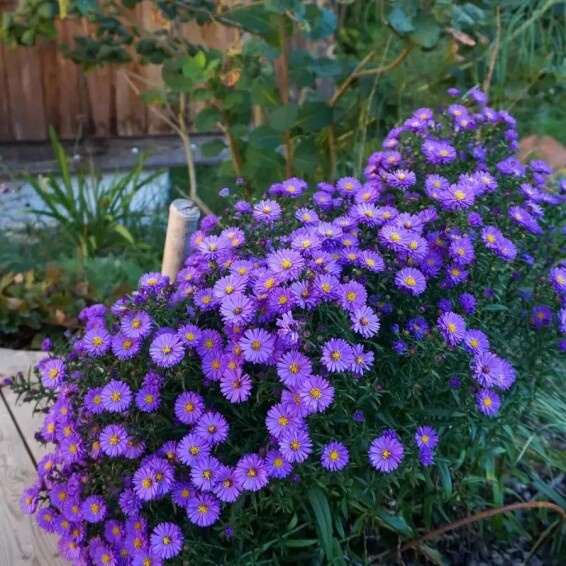 Астра кустарниковая 'Blaue Laguna' - 5