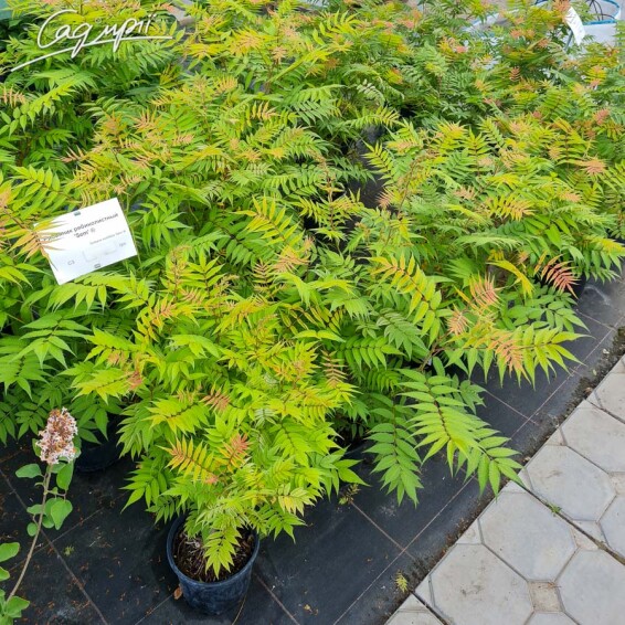 Горобиник горобинолистий 'Sem' ® - 3