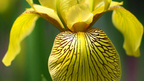 Ірис болотний 'Variegata' - ідеальна рослина для природного стилю