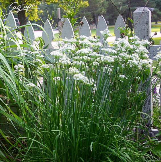 Лук душистый с белыми цветами, C1.5 - - 1