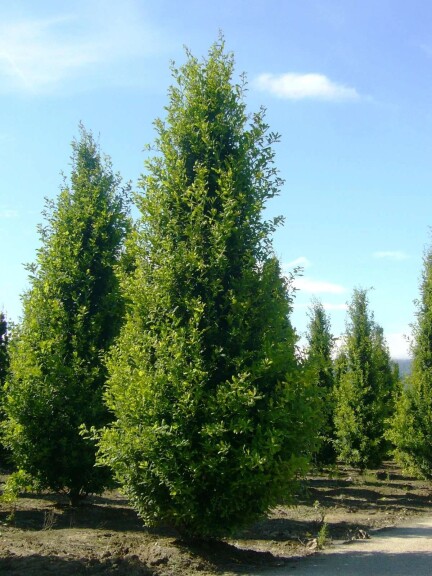 Дуб звичайний 'Fastigiate Koster' #1, WRB 10--12 300-350 без штамбу - 1