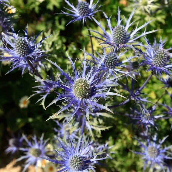 Ерінгіум альпійский (миколайчики) 'Blue Star' - 4