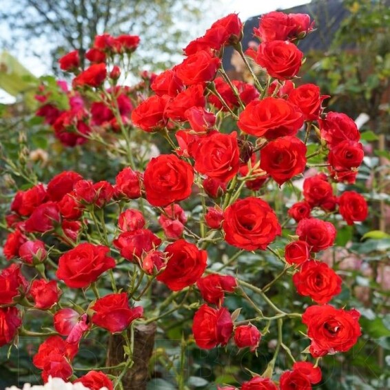 Роза почвопокровная 'Scarlet' - 4 Роза почвопокровная 'Scarlet' - 4