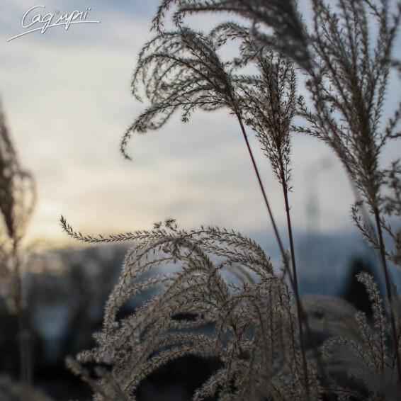 Міскантус китайський 'Flamingo', C3 - - 3