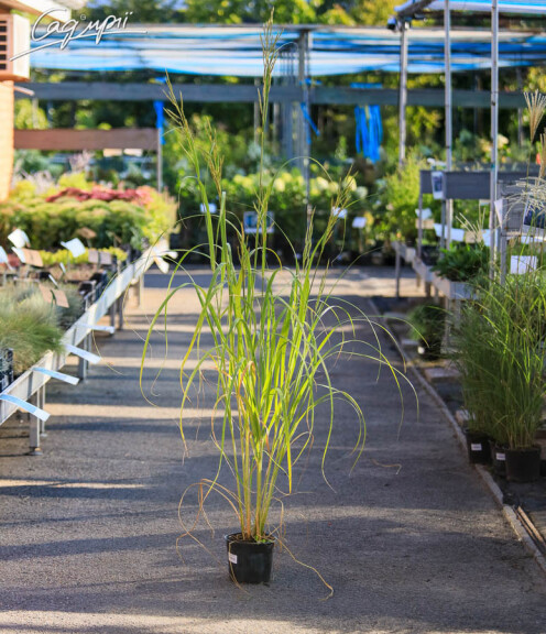 Спартина гребенчатая 'Aureomarginata' - 2