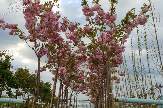 Сакура дрібнозубчаста 'Pink Perfection' #2, C32 10--12 300-350 St. 1/2 - 3