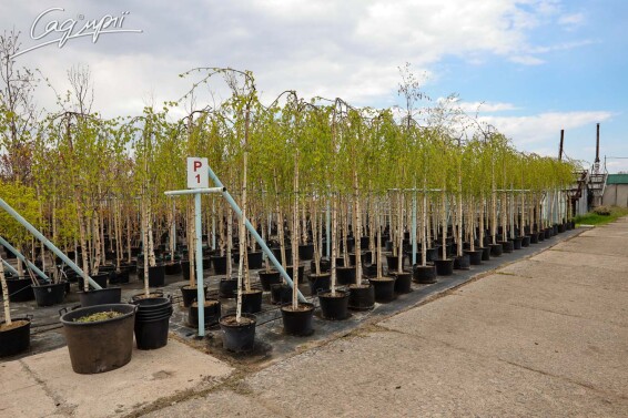 Береза плакуча 'Youngii', WRB 20--25 - St. 200-225 - 12
