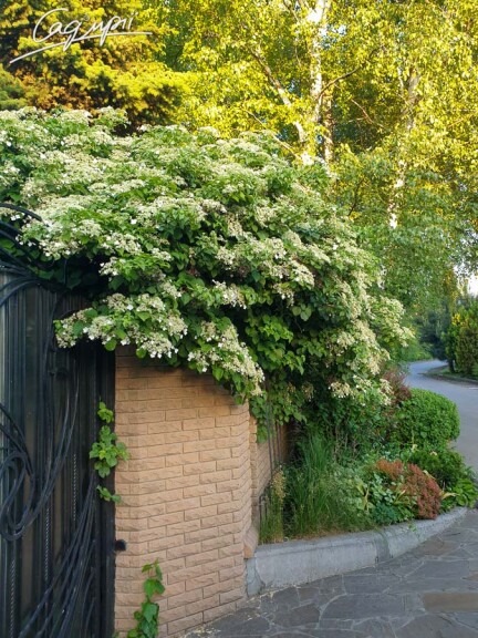 Гортензія черешкова #4, WRB - - 2