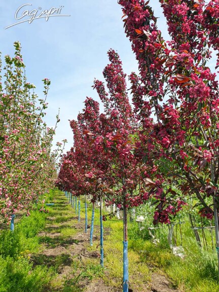 Яблуня 'Royalty' - 2