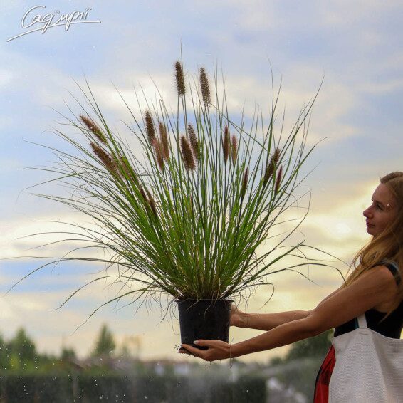 Пенісетум лисохвістний 'Moudry' - 3