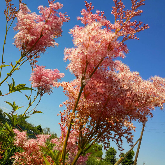 Гадючник червоний 'Venusta Magnifica' - 4