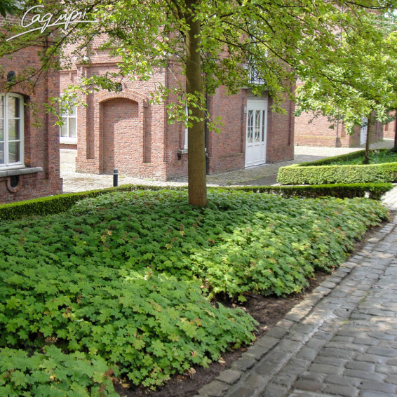 Герань великокорневищна, p9 - - 3 Герань великокорневищна, p9 - - 3