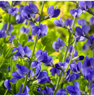 Баптизія австралійська