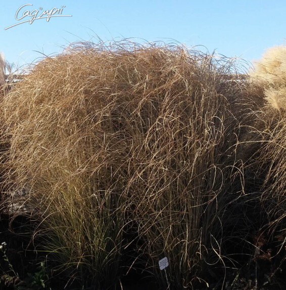 Мискантус китайский 'Morning Light' - 2