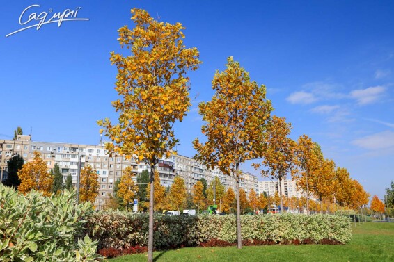 Лириодендрон тюльпановидный #3, С60 10-12--14--16 300-350 St. 1/2 - 1