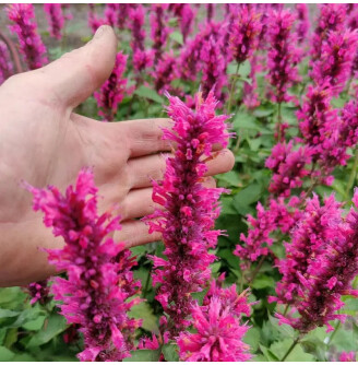 Агастахіс (багатоколосник) ‘Danish Delight’® PBR