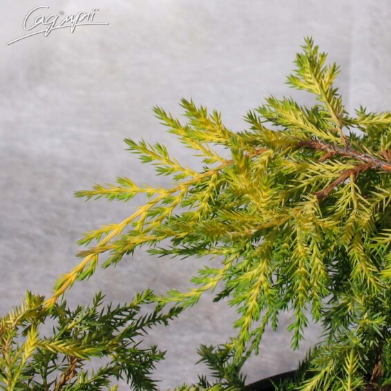 Можжевельник средний 'Golden Saucer' - 3