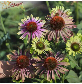 Ехінацея пурпурова 'Green Twister' ®