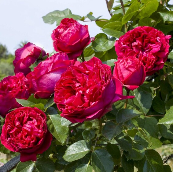 Троянда англійська паркова 'Red Eden' - 1 Троянда англійська паркова 'Red Eden' - 1