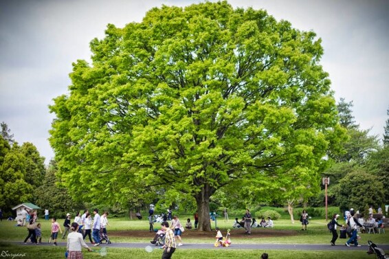 Дзельква пильчатая - 1 Дзельква пильчатая - 1