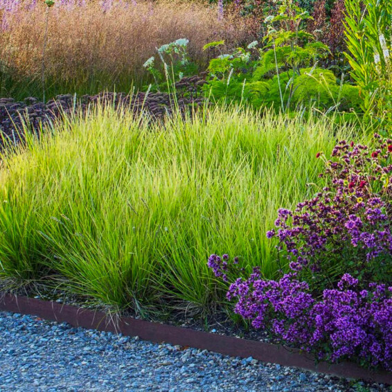 Сеслерія осіння - 5 Сеслерія осіння - 5