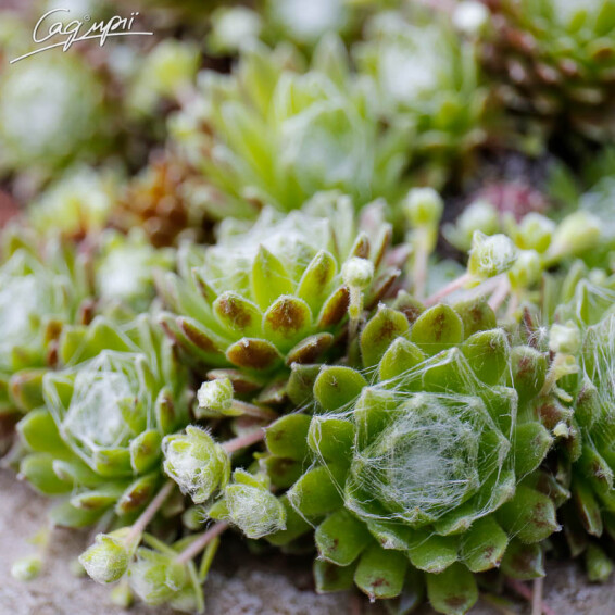 Молодило війчасте Бориса #1, p9 - - 2