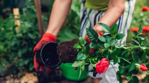 ОСІННЯ ПОСАДКА РОСЛИН - коли саджати, а коли вже не варто