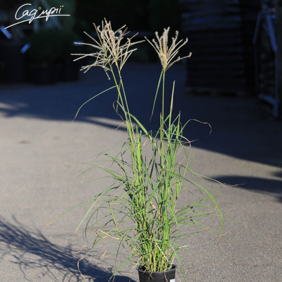 Мискантус китайский 'Herman Mussel' - 2