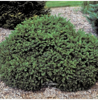 Ялина чорна 'Beissneri'