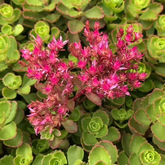 Очиток несправжній #1, p9 - - 1