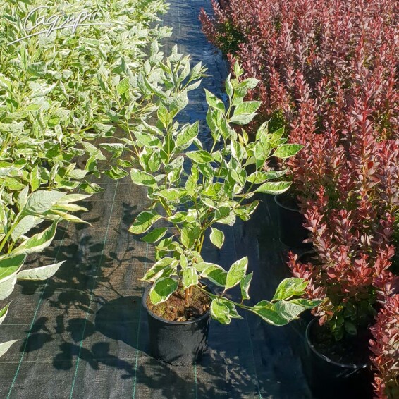 Дерен білий 'Sibirica Variegata' - 2