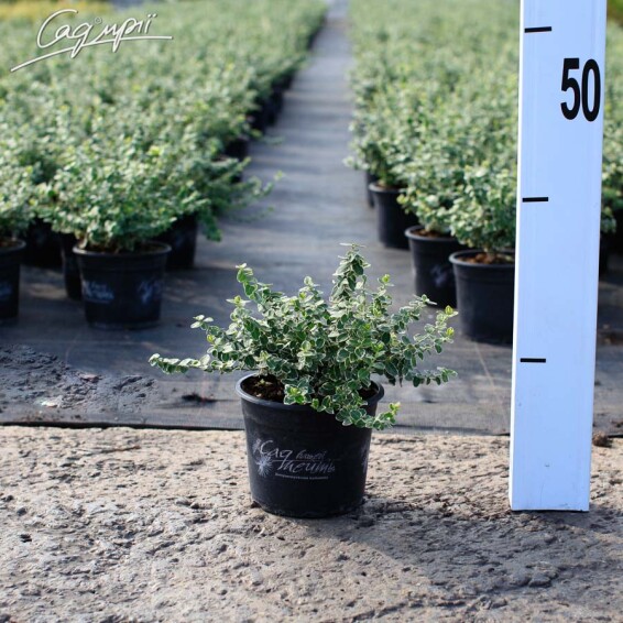 Бересклет Форчуна 'Emerald Gaiety' #3, p9 15-20 - 2