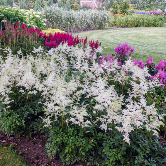 Астільба японьска 'Deutschland'® - 5