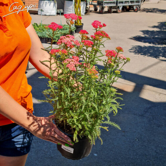 Деревій 'Apricot Delight', C1.5 - - 6