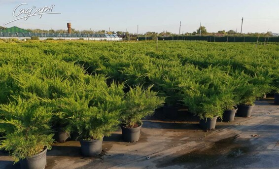 Можжевельник средний 'Mint Julep' #1, C3 40-50 - 7