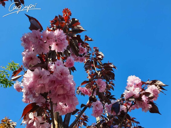 Сакура дрібнозубчаста 'Royal Burgundy' #17, WRB 25--30 350-400 St. 200-225 - 5