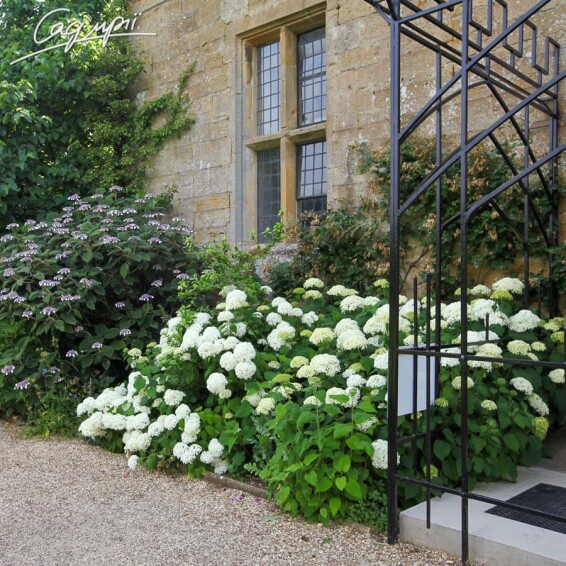 Гортензия древовидная 'Hills of Snow' - 4