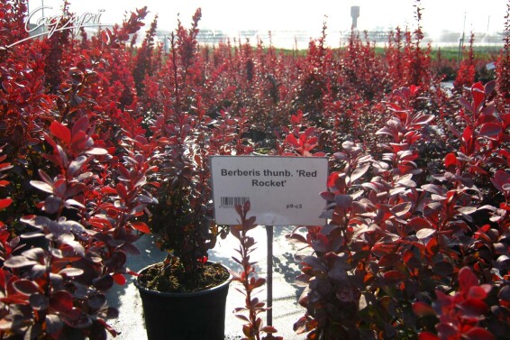 Барбарис Тунберга 'Red Rocket' #2, C3 40-60 - 4